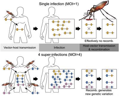 A non-parametric approach to estimate multiplicity of infection and pathogen haplotype frequencies
